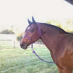 Meet your Posher, Diane